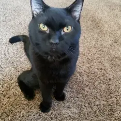 Photo of Salem 