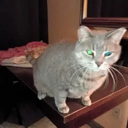 Photo of Lil Miss 