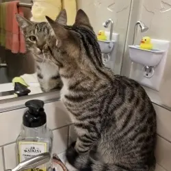 Photo of Teenager Tabby Cat