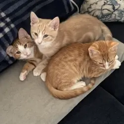 Photo of Rufus, Murphy and Tapper
