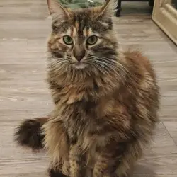 Photo of Mozzie