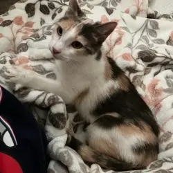 Photo of Callie