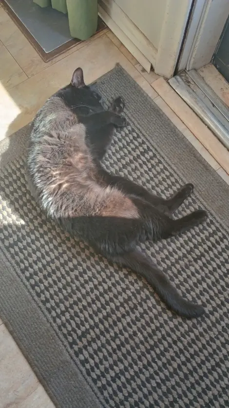 Photo of Merlin