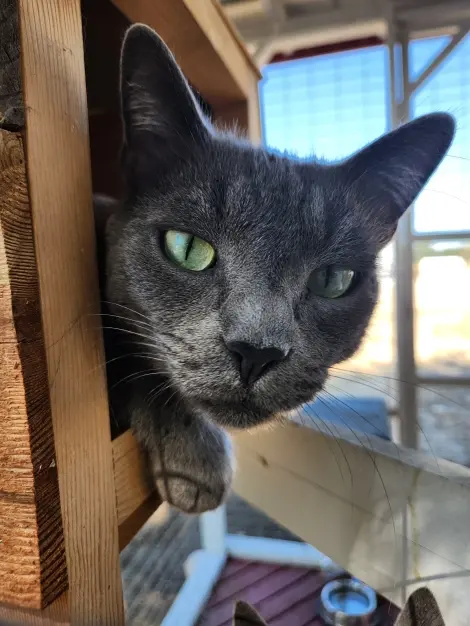 Photo of Grey & Gomer