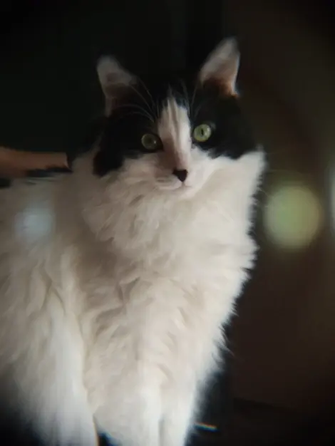 Photo of Pebbles