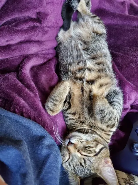 Photo of Zira