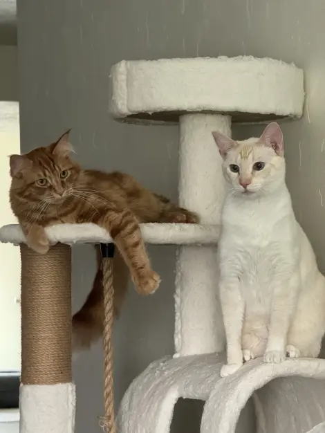 Photo of Cloud & Chloe (Bonded Pair)