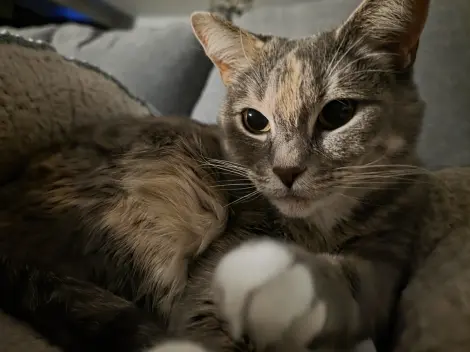 Photo of Sweetie