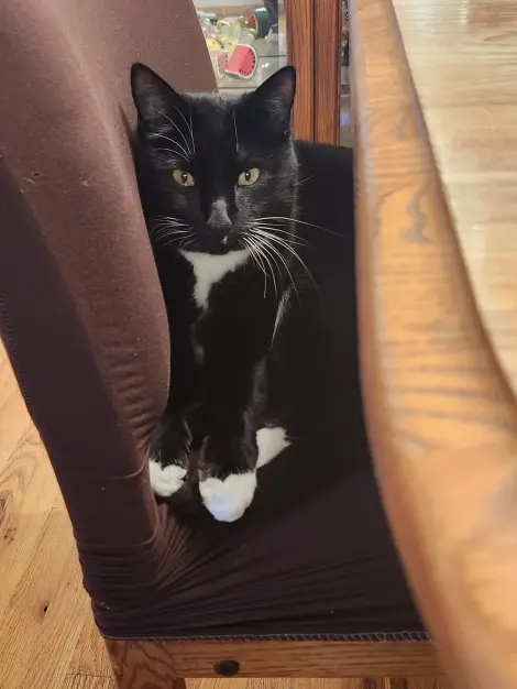 Photo of Paws