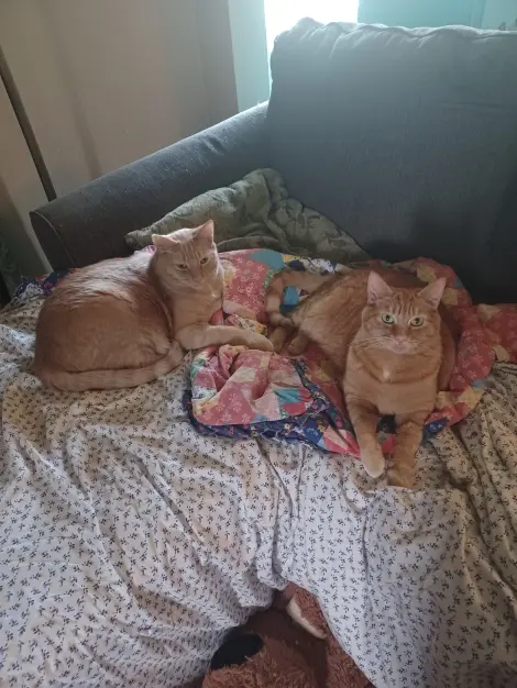 Photo of Georgie (male) Gennie (female)