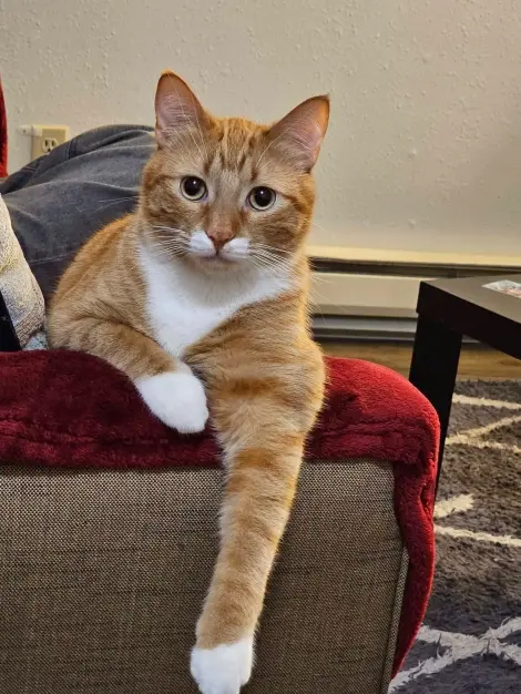 Photo of Popcorn