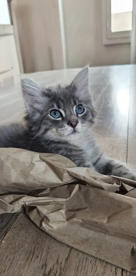 Photo of Alphonse