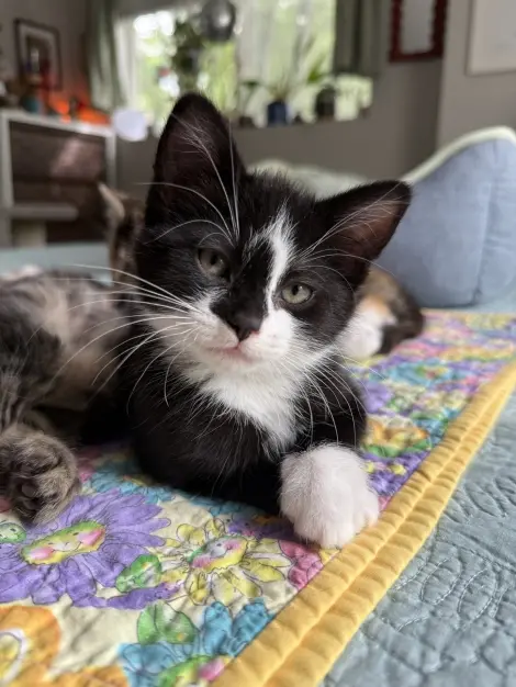 Photo of Archer