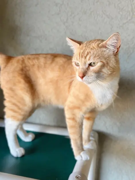 Photo of Archie