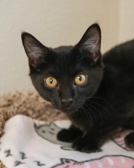 Photo of Babette