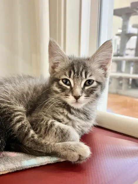Photo of Bagel