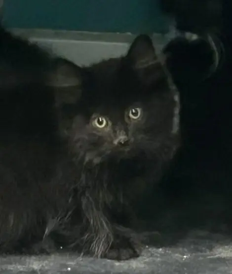 Photo of Baloo