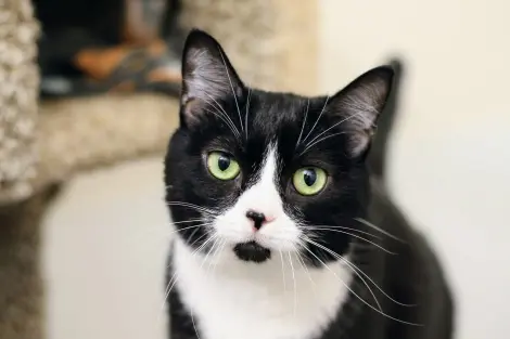 Photo of Bessie