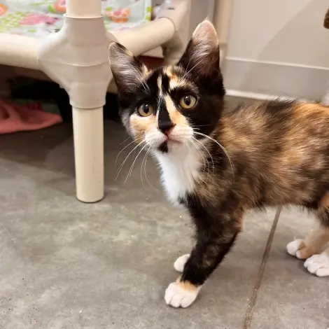 Photo of Blossom