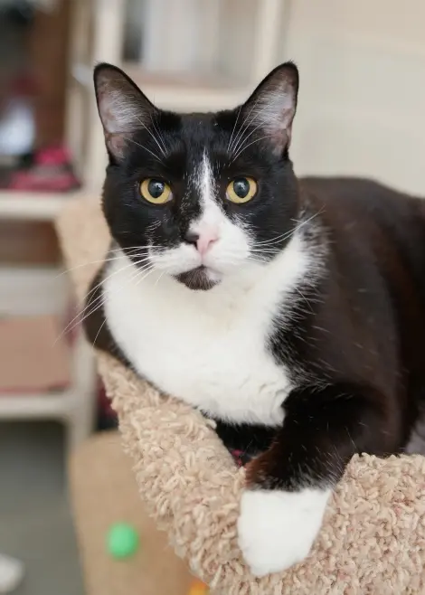 Photo of Bogart