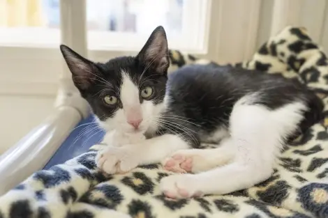 Photo of Bongo