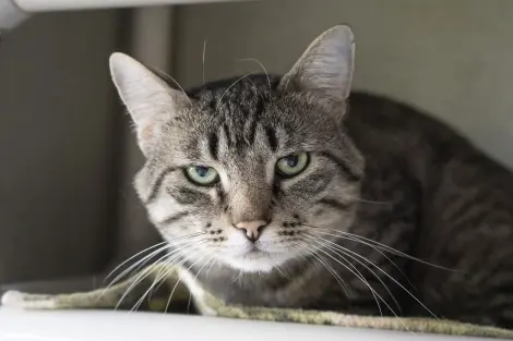Photo of Boone