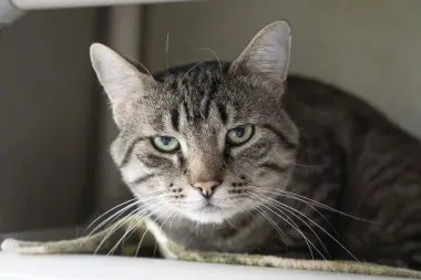 Photo of Boone