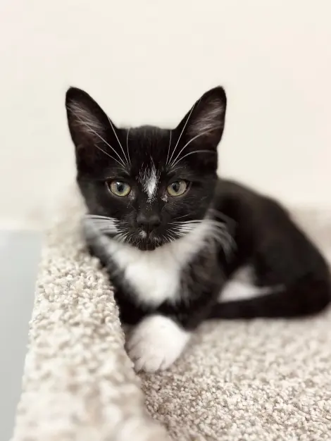 Photo of Buttercup