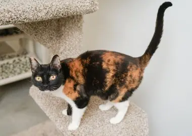 Photo of Cali Cat