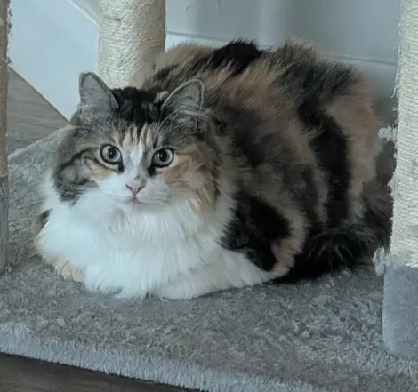 Photo of Calli