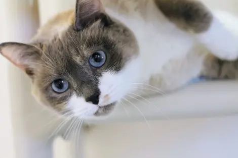 Photo of Calypso