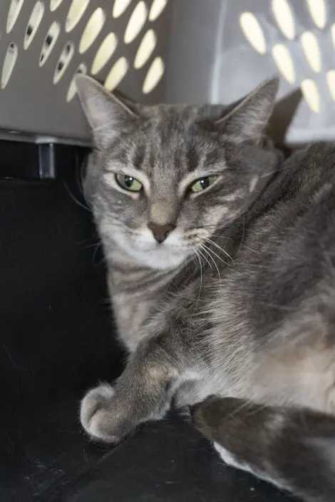 Photo of Carbon