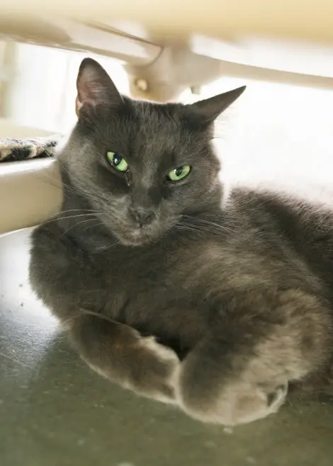 Photo of Carlton