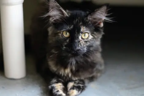 Photo of Cecile