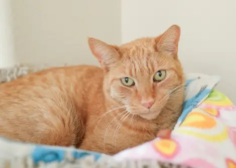 Photo of Chester