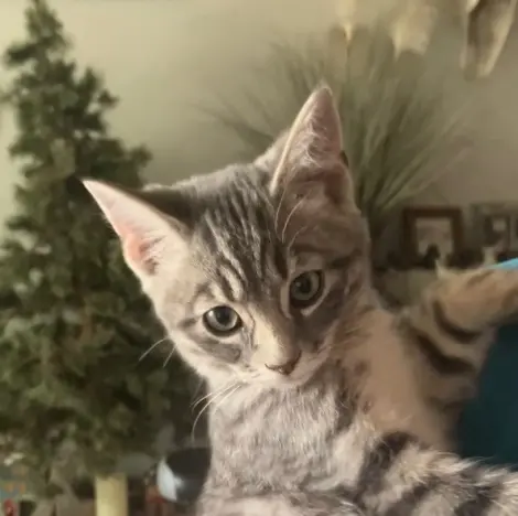 Photo of Chili