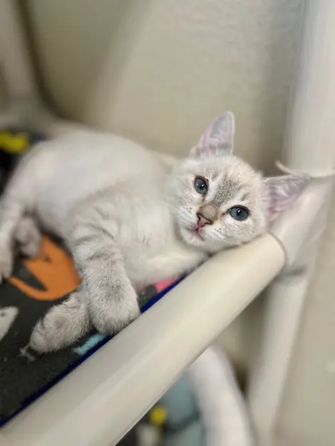 Photo of Cosmo