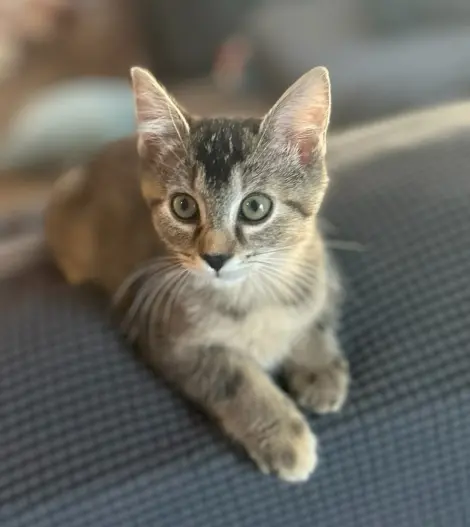Photo of Daphne