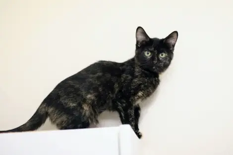 Photo of Diggie