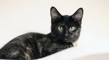 Photo of Diggie