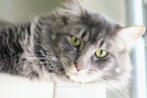 Photo of Dodge