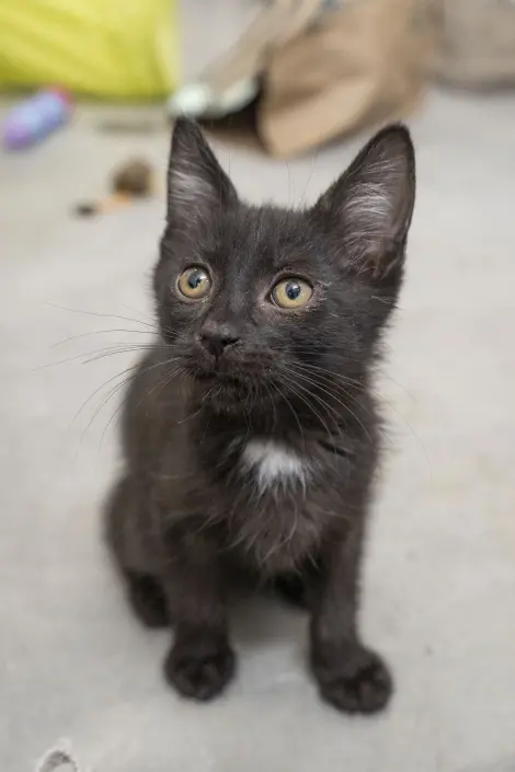 Photo of Fin