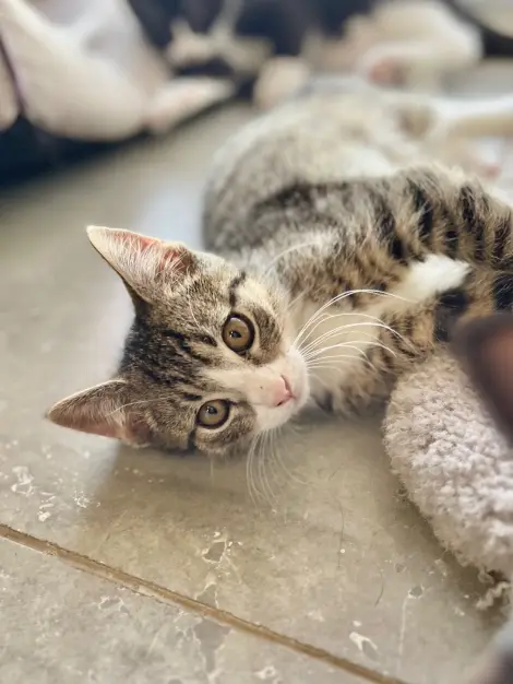 Photo of Finn