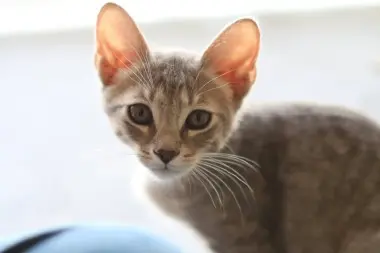 Photo of Flokee