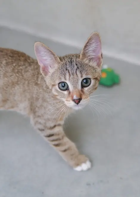 Photo of Frey