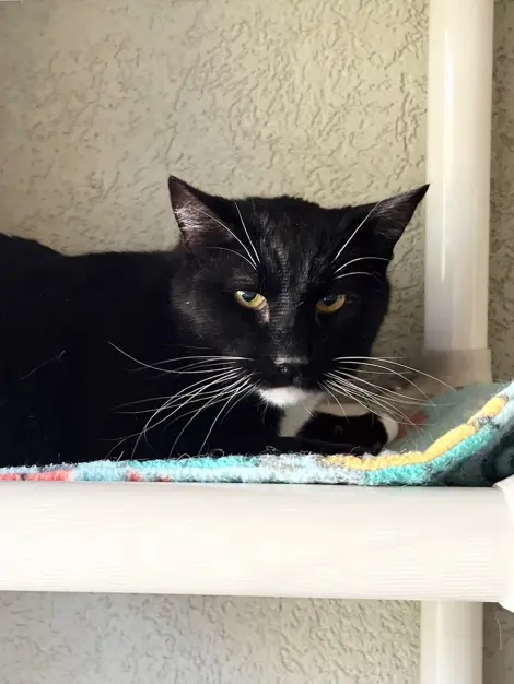 Photo of Gideon
