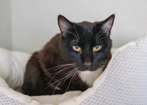 Photo of Gideon