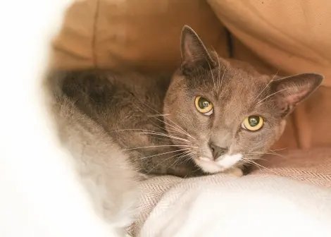 Photo of GusGus