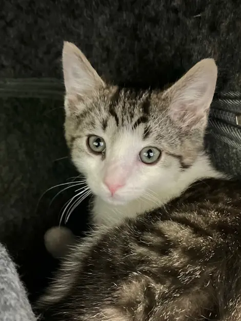 Photo of Hiccup
