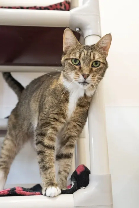 Photo of Honey Bug